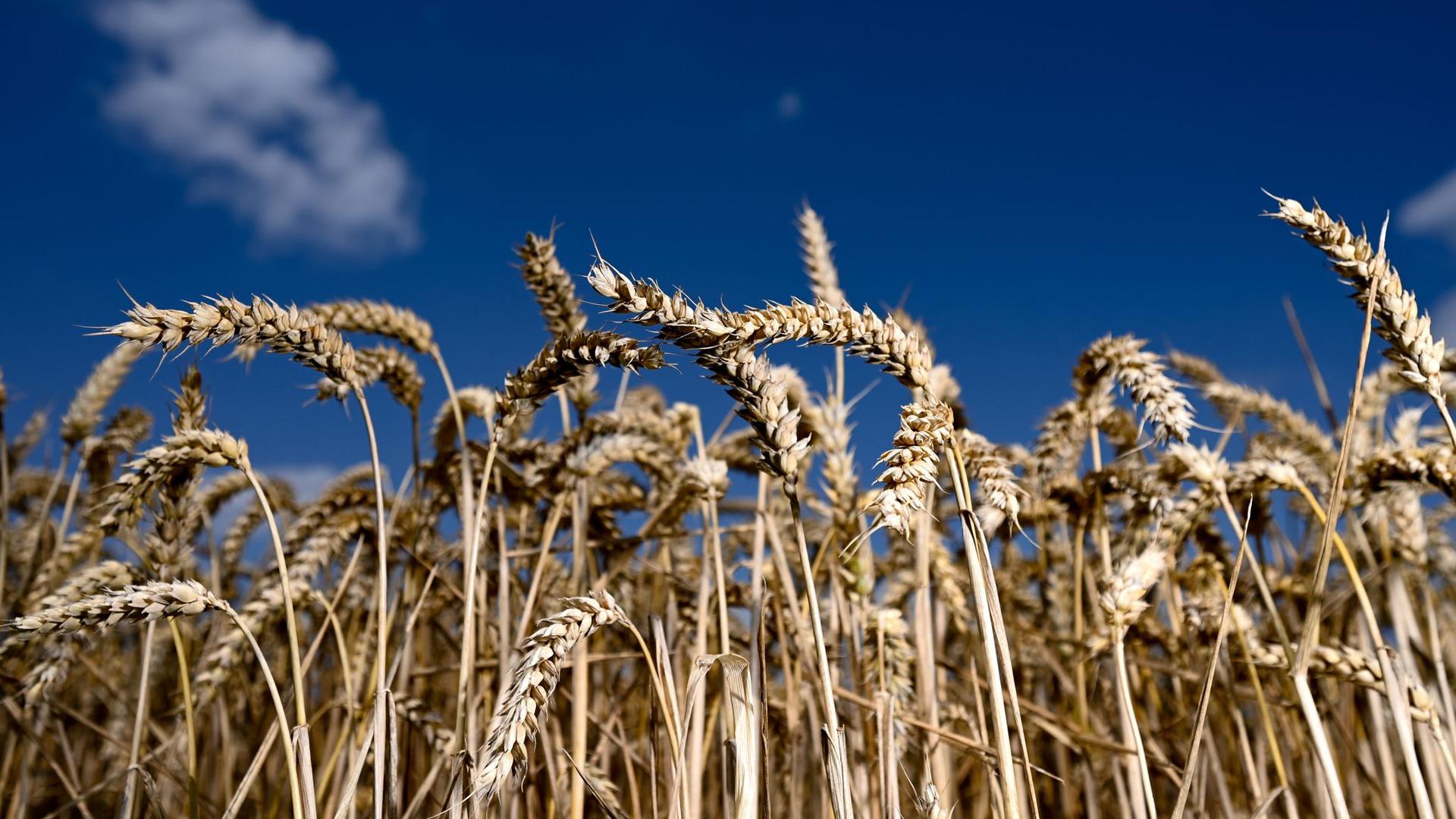 Erntereifer Weizen leuchtet auf einem Getreidefeld vor blauem Himmel.