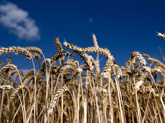 Erntereifer Weizen leuchtet auf einem Getreidefeld vor blauem Himmel.