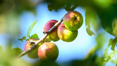 Äpfel hängen am Baum.