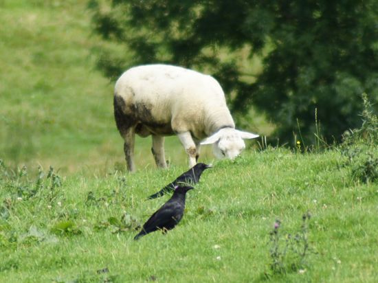 Raben stehen auf einer Weide vor einem Schaf.