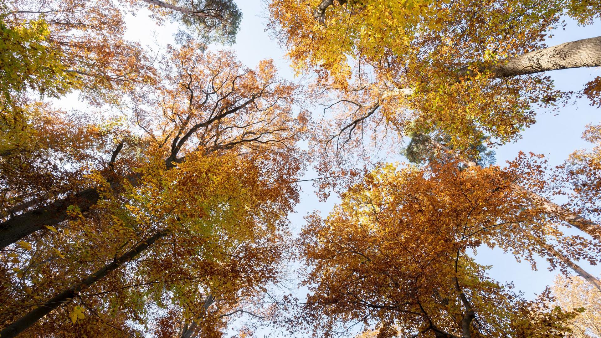 Herbstlich gefärbte Baumkronen leuchten in der Sonne vor blauem Himmel.