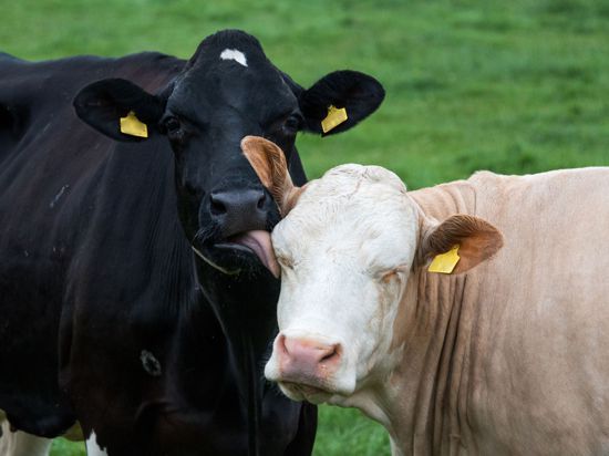 Eine Milchkuh schleckt einer anderen Kuh auf einer Weide über das Gesicht.