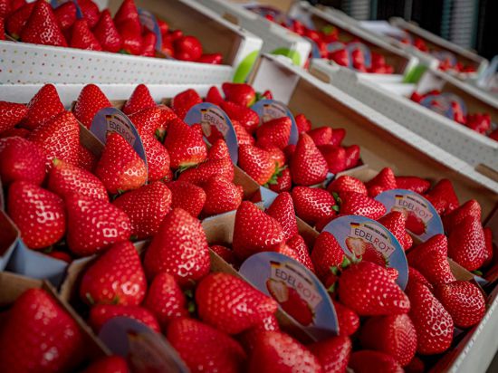 Frisch geerntete Erdbeeren liegen in Körben.