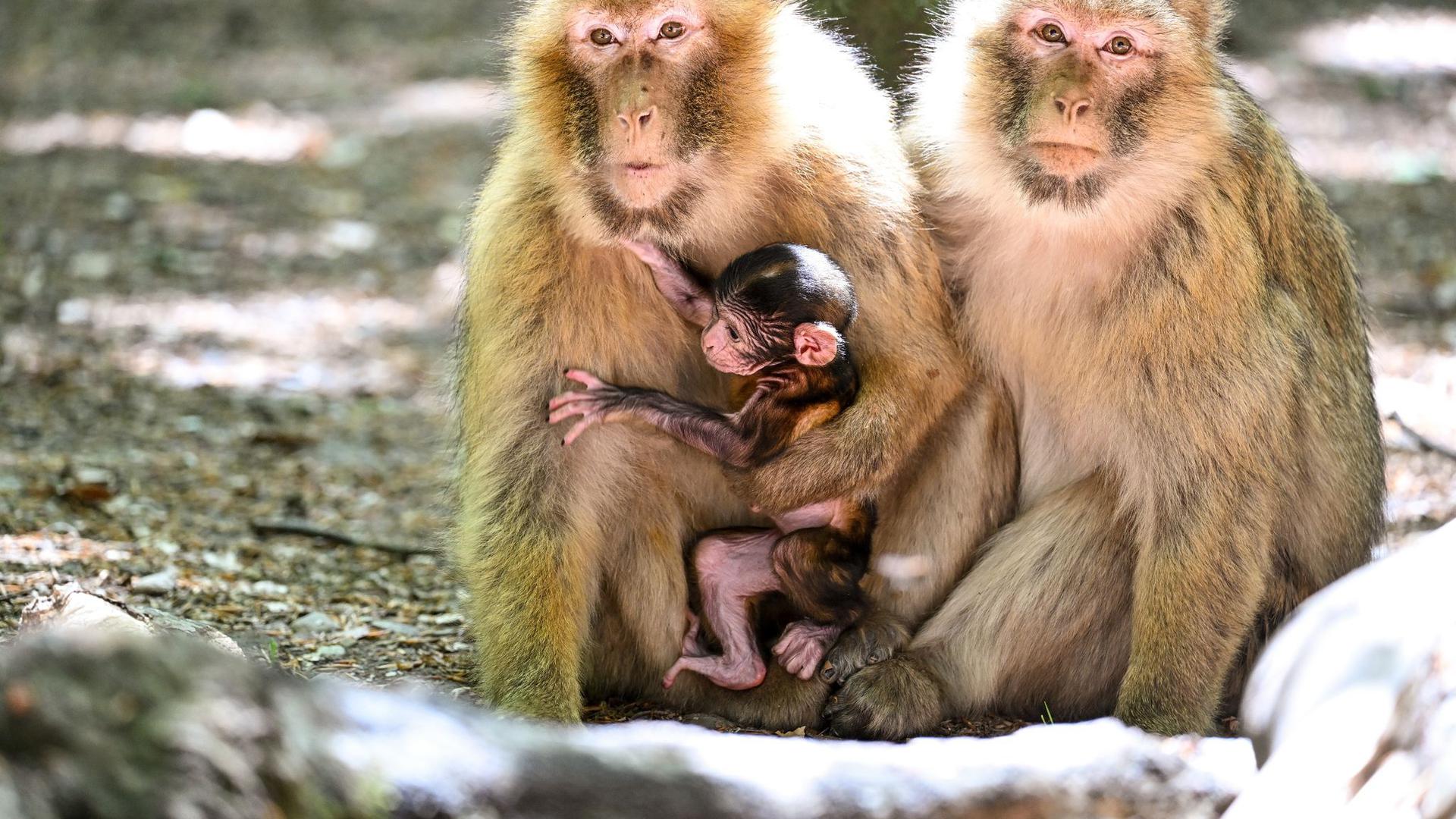 Ein wenige Tage altes Berberaffen-Baby sitzt im Affenberg zwischen zwei weiblichen Berberaffen.