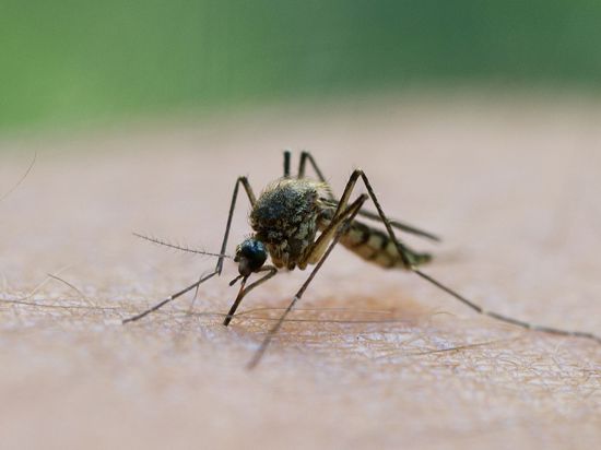 Eine Mücke sitzt auf einem Arm.