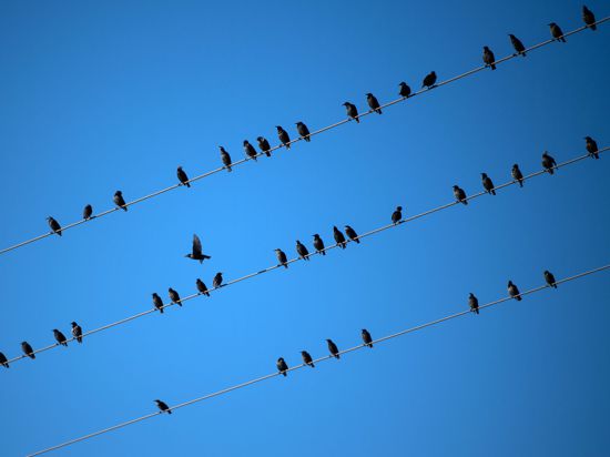 Vögel sitzen vor dem blauen Himmel auf Stromkabeln.