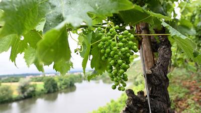 Wein wächst in einer Steillage bei Kirchheim am Neckar.