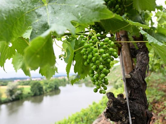 Wein wächst in einer Steillage bei Kirchheim am Neckar.