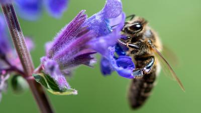 Eine Biene sucht auf der Blüte von einer Katzenminze nach Pollen.