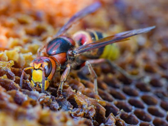 Eine Hornisse holt sich Honig aus eine Bienenwabe.
