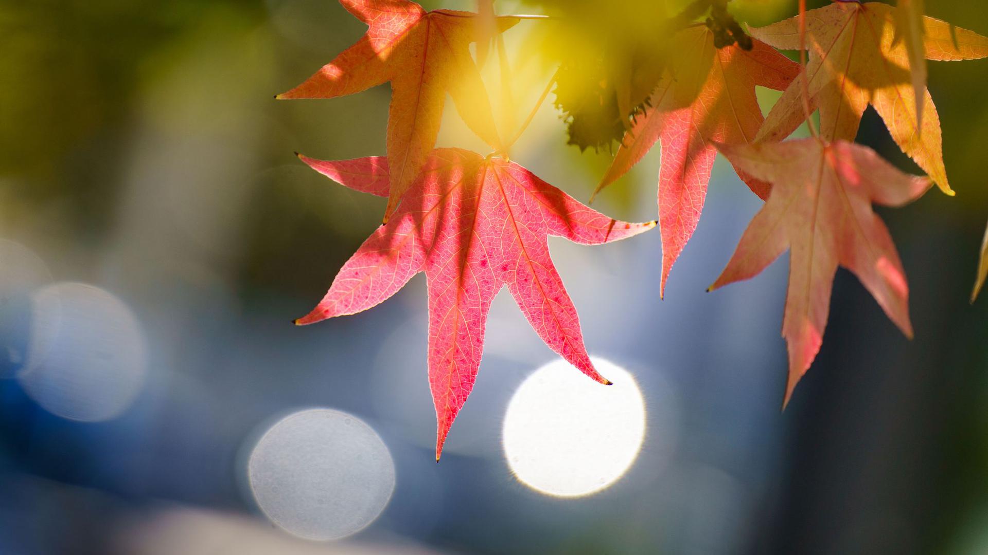 Ein rötlich verfärbtes Blatt hängt Gegenlicht der Morgensonne an einem Baum am Straßenrand.