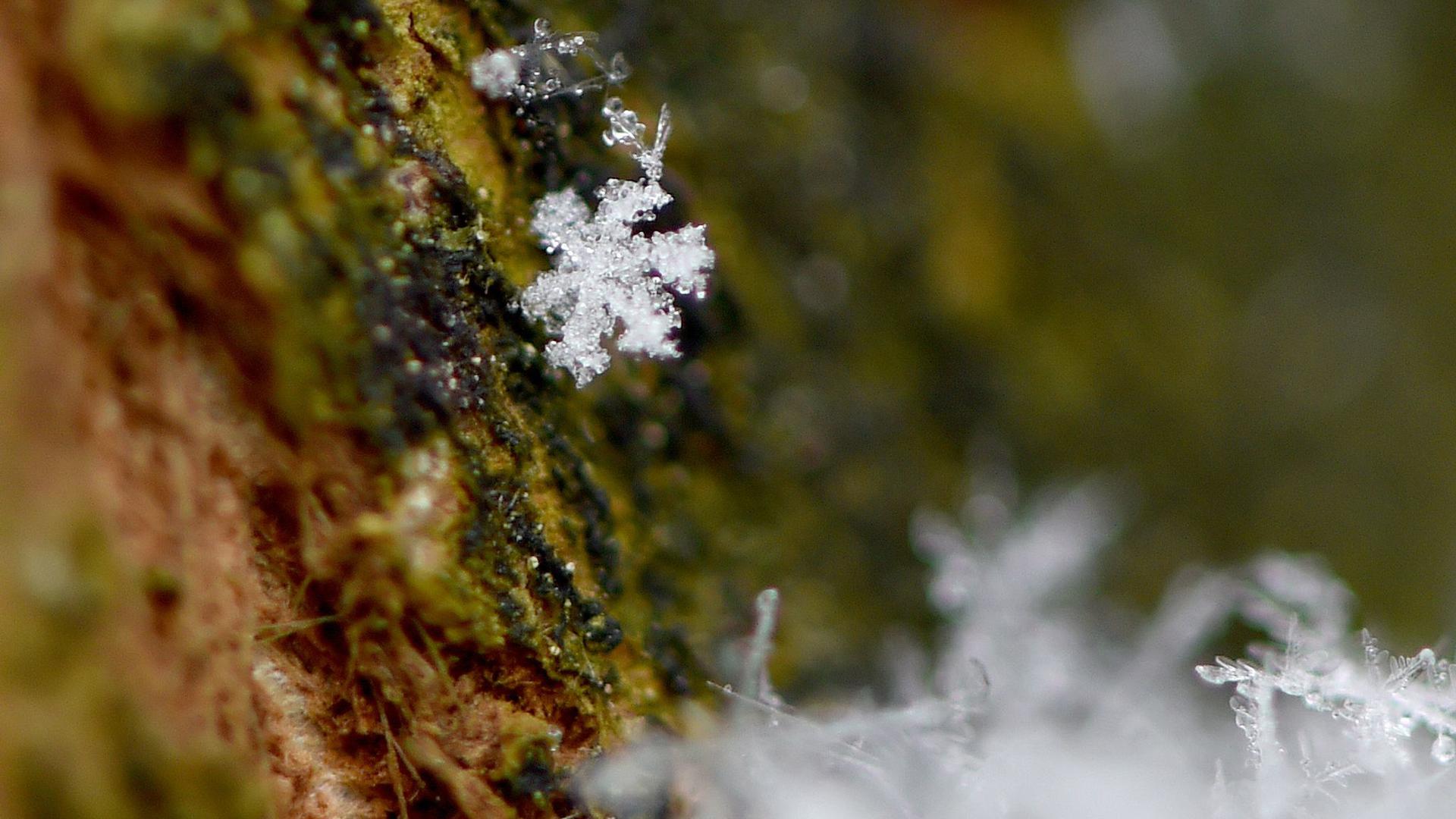 Eiskristalle haben eine Schneeflocke gebildet.