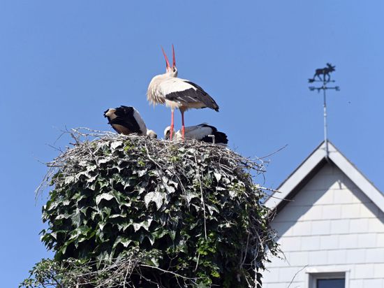 In Stollhofen in Rheinmünster sitzen Störche in ihrem Nest.