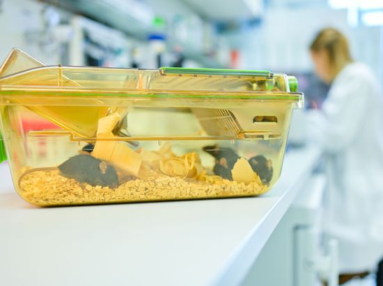 Ein geschlossener Behälter mit Mäusen steht in einem Labor vor einer Mitarbeiterin auf einem Tisch.