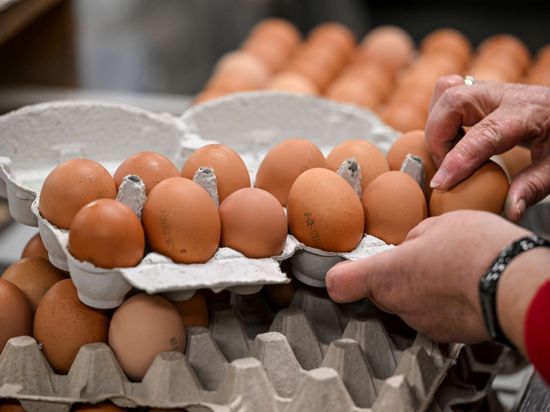 Eier werden in der Packstation in Eierkartons gelegt.