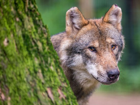 Ein Wolf schaut in einem Wildpark hinter einem Baum hervor.