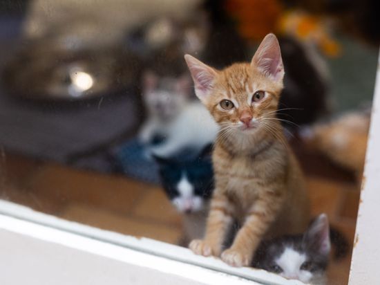 Ein kleine Katze steht im Tierheim Lahr hinter einer Glasscheibe.