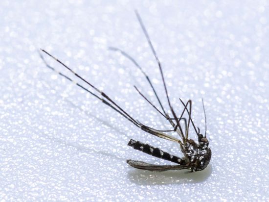 Eine Asiatische Tigermücke (Aedes albopictus).