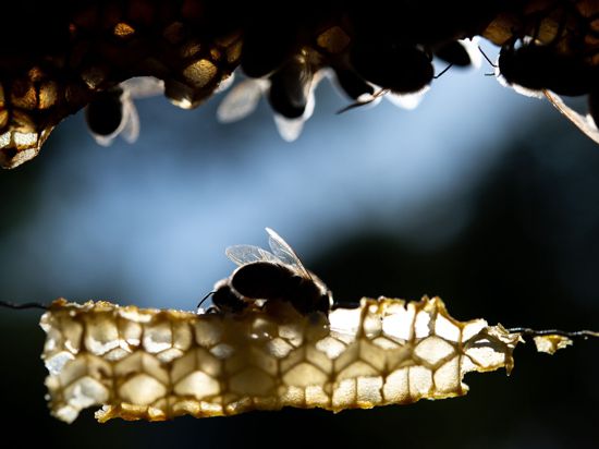 Die Bienenseuche Amerikanische Faulbrut breitet sich in Südbaden weiter aus.