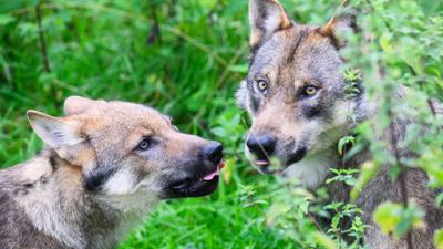 Ein junger Wolf (l) steht mit einem Elternteil in einem Gehege.