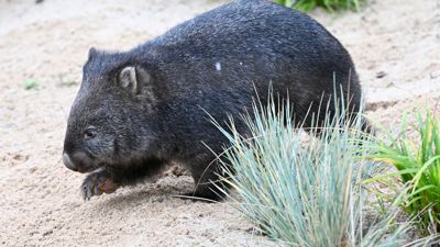 Eines der zwei Nacktnasenwombats erkundet in der Wilhelma das neue Gehege.