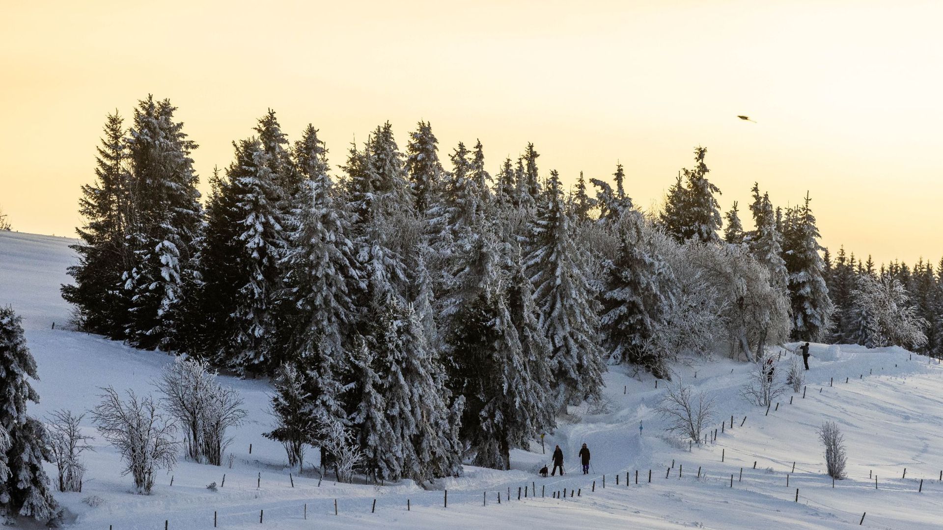 Menschen laufen neben verschneiten Bäumen auf dem Schauinsland entlang.
