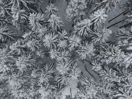 Nadelbäume in einem Wald sind mit Schnee bedeckt.