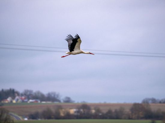 Ein Storch fliegt an einer Stromleitung vorbei.
