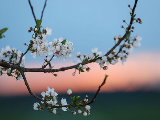 Hinter den Blüten eines Obstbaumes färbt sich kurz vor Sonnenaufgang der Himmel.