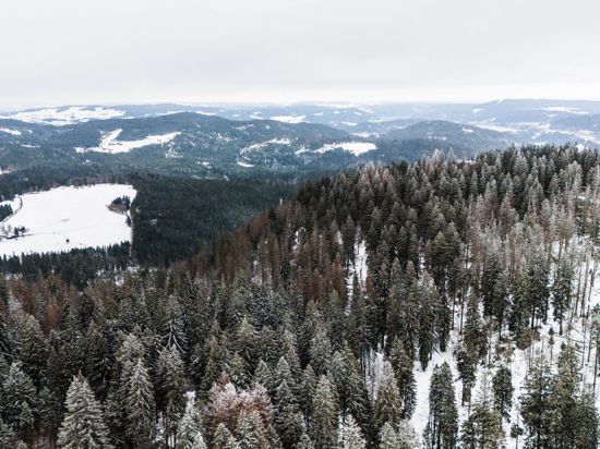 Schnee ist auf und zwischen den Bäumen nahe dem Seebuck-Hang am Feldberg zu sehen.