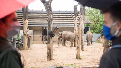 Zwei Besucher mit Mund- und Nasenschutz stehen am ersten Tag, an dem der zoologisch-botanischen Garten Wilhelma nach fast acht Wochen wieder geöffnet ist, vor dem Elefantengehege. Um die Hygienemaßnahmen aufgrund des Coronavirus zu erfüllen dürfen pro Tag jeweils 2000 Menschen in zwei Schichten mit Mundschutz in den Zoo. +++ dpa-Bildfunk +++