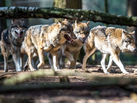 Ein Rudel Wölfe (Canis lupus) streift im Wildpark in Poing (Bayern) durch ein Gehege.