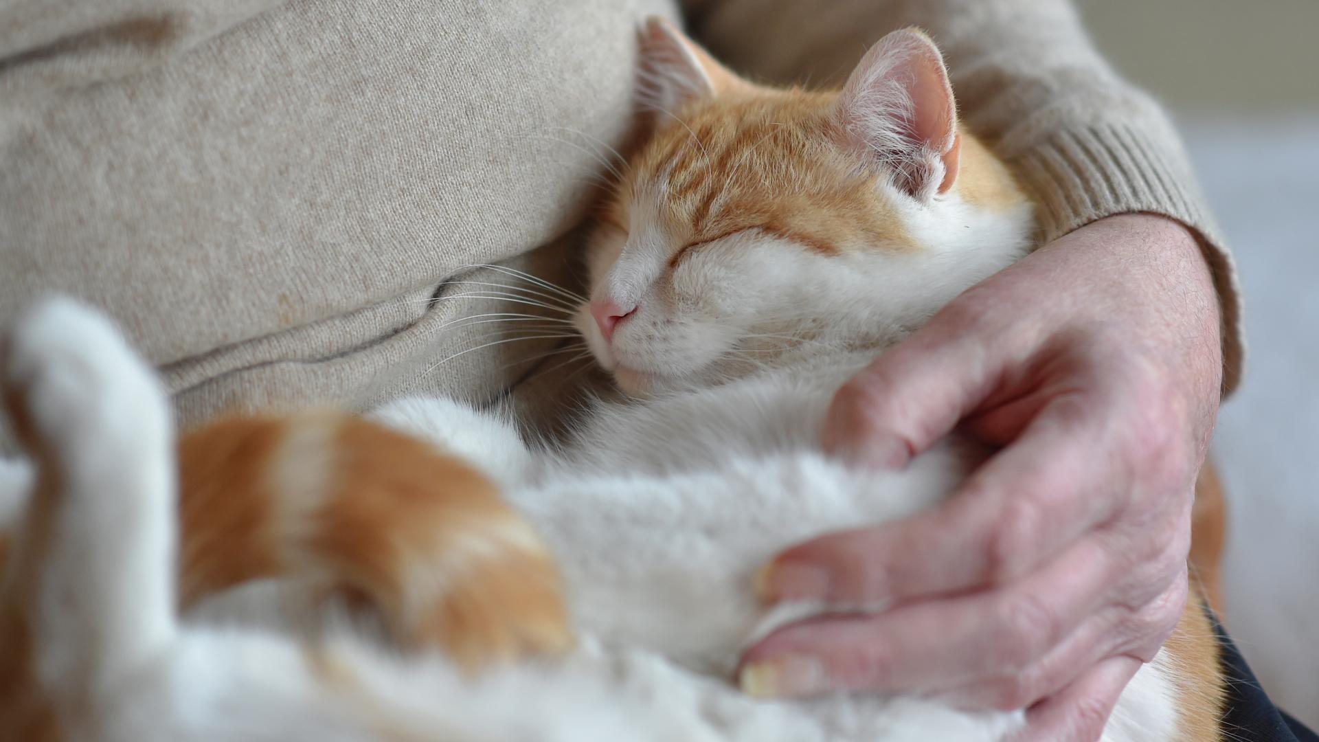 Katzen entwickeln eine ganz ähnliche Bindung an ihre Bezugsperson wie Kleinkinder.  Haustiere schenken Wärme und - wenn man sie gut behandelt – bedingungslose Liebe.   