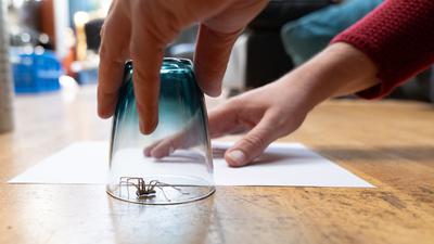 Spinne wird mit dem Glas gefangen