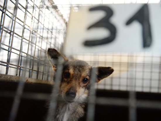 Ein kranker Hund in einem Zwinger mit der Nummer 31 wartet in einem Tierheim auf seine Versorgung in der Krankenstation. 