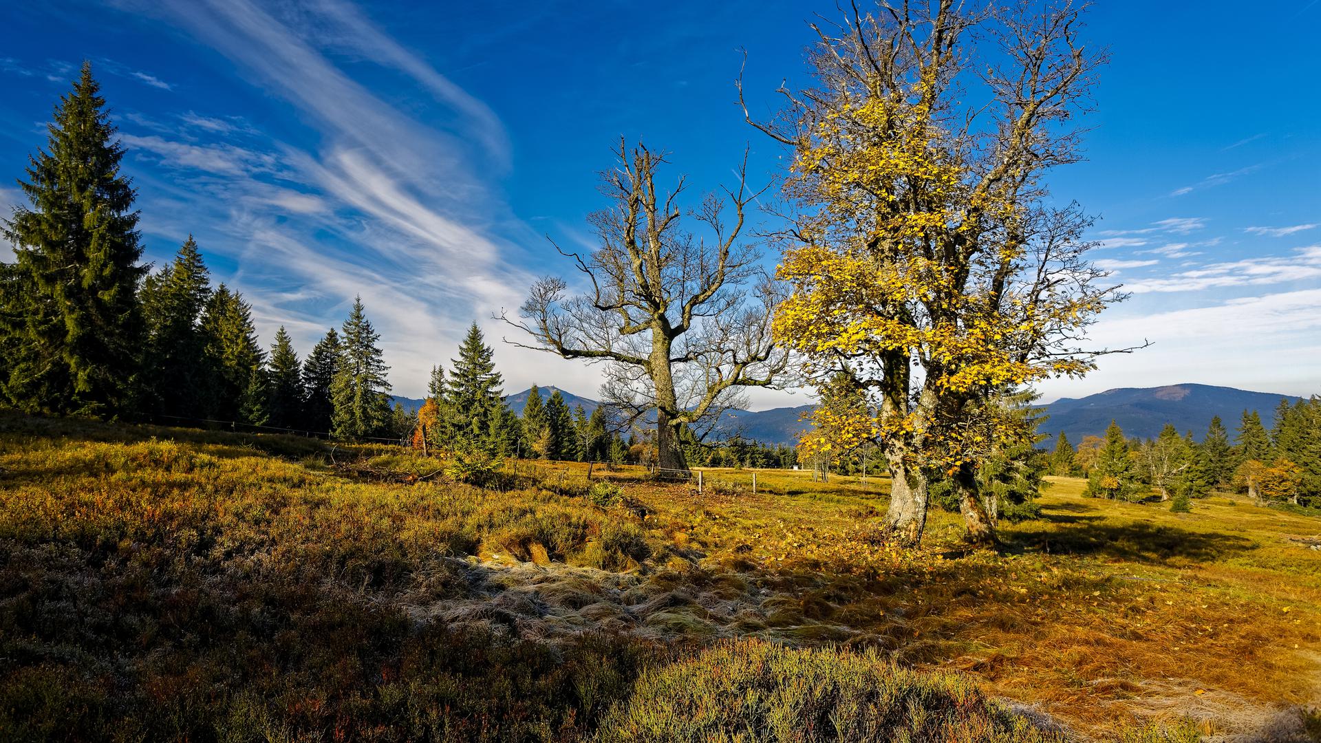 Jubiläum im Bayerischen Wald: Vor 50 Jahren wurde der erste Nationalpark auf deutschem Boden gegründet. Zusammen mit dem angrenzenden Nationalpark in Böhmen bildet er das größte zusammenhängende Waldgebiet im Herzen Europas. 