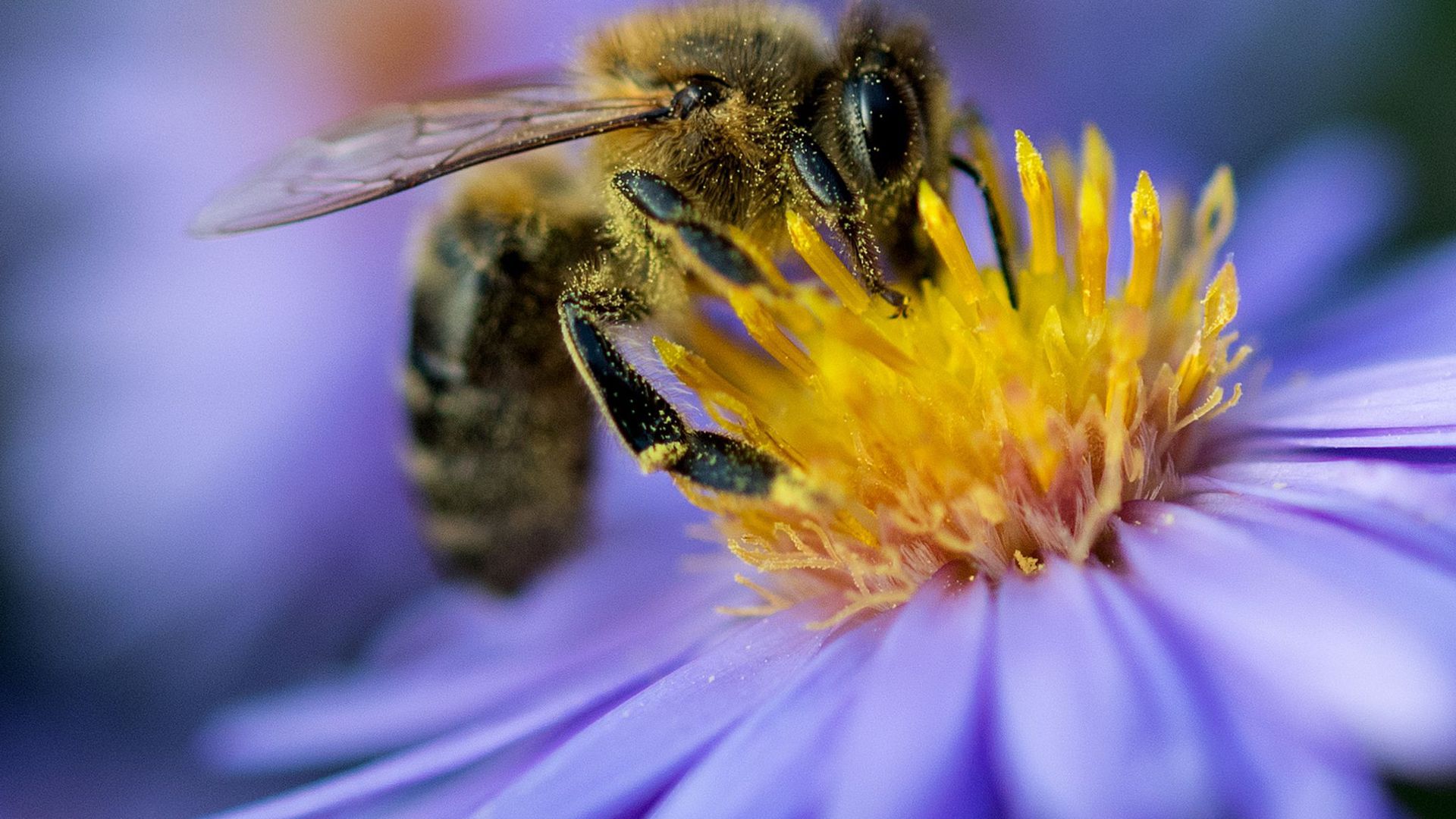 Immer seltener: Eine Biene sammelt am Pollen von einer Blüte.