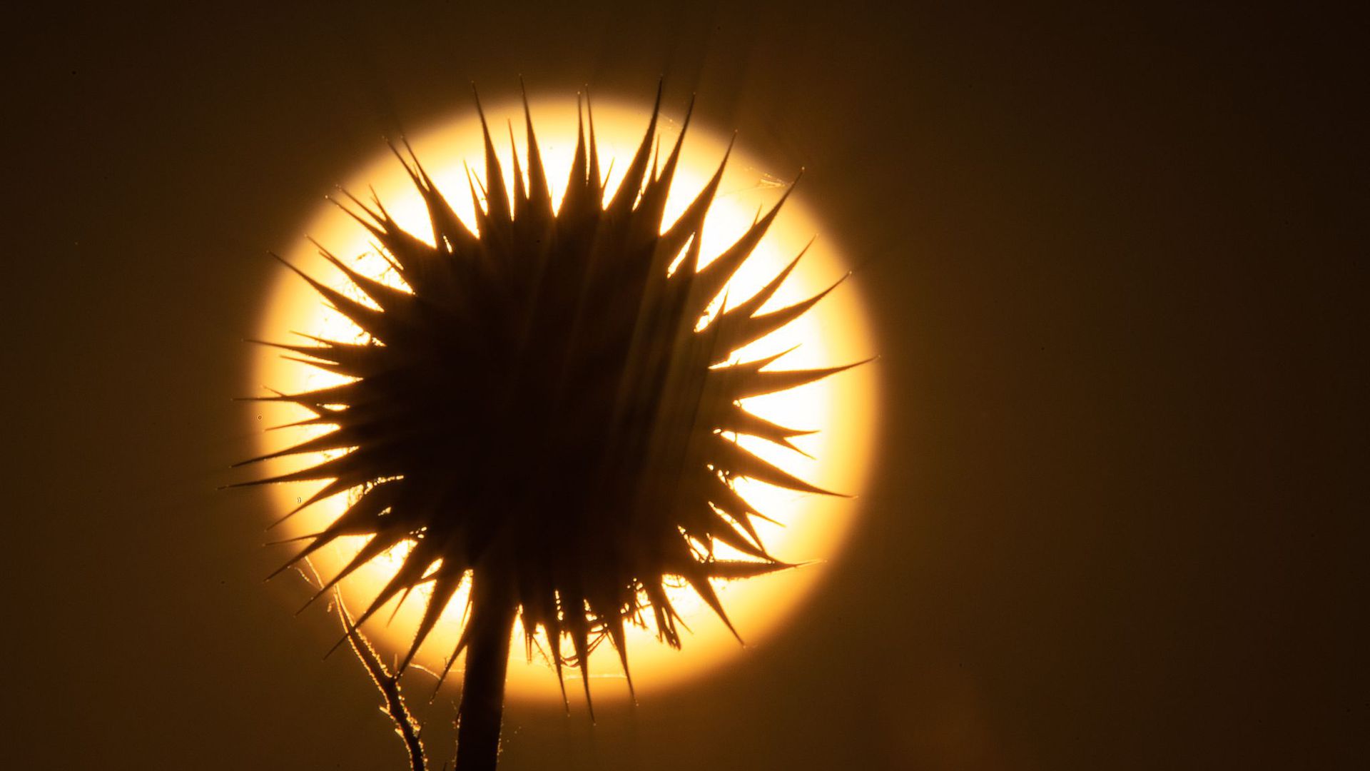 Die Sonne geht hinter einer Distel auf. In vielen Teilen Deutschlands sorgt der Feuerball für richtig heißes Wetter.