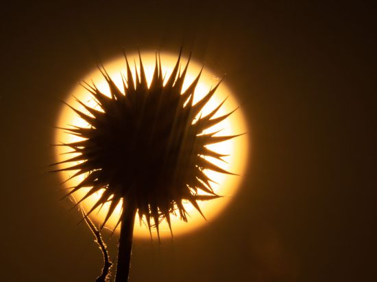 Die Sonne geht hinter einer Distel auf. In vielen Teilen Deutschlands sorgt der Feuerball für richtig heißes Wetter.