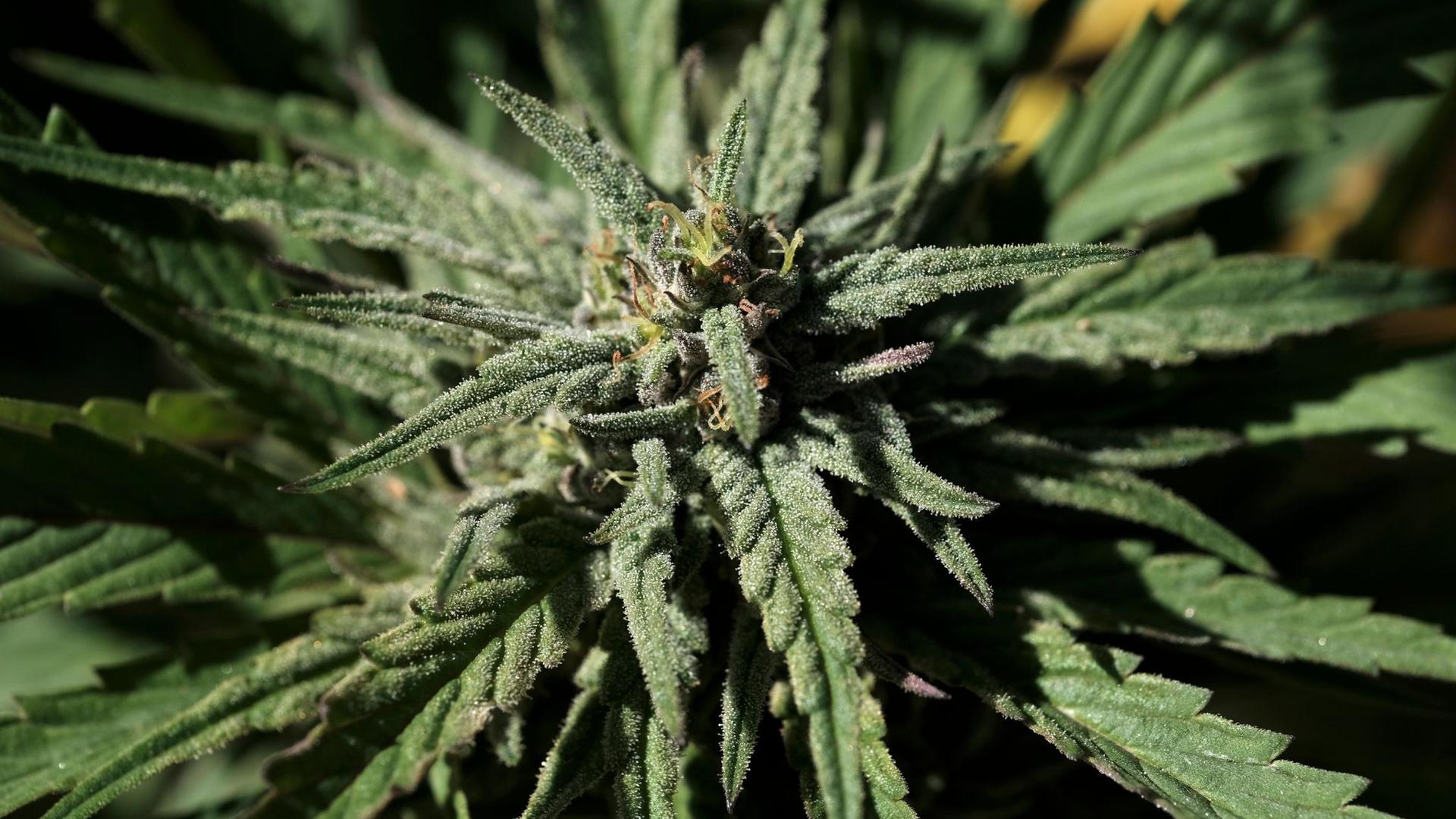 Die aufblühende Knospe einer Marihuanapflanze. Drogenfahnder haben nach monatelangen Ermittlungen 74 Kilogramm Marihuana sichergestellt. 14 Verdächtige sind in Untersuchungshaft.