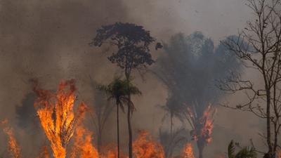 Ein Waldstück im Amazonas-Gebiet steht in Flammen.