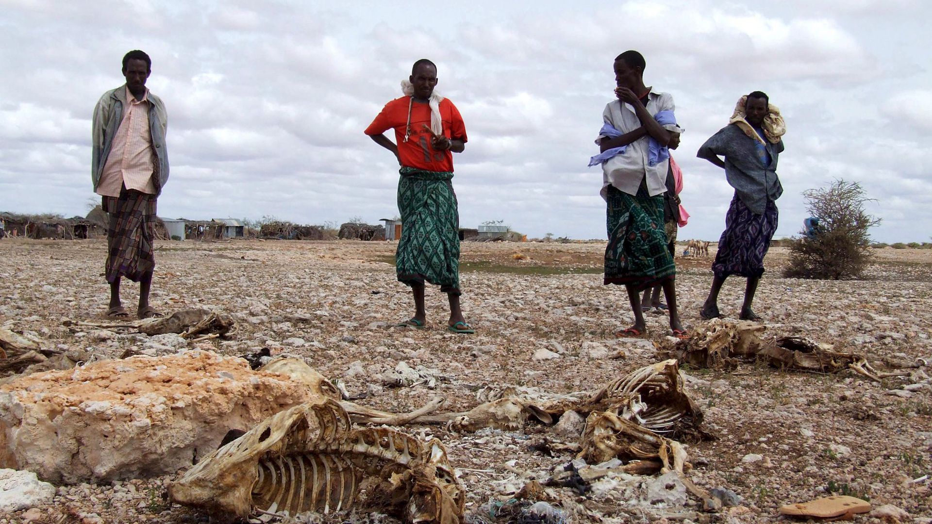Somalische Hirten, die ihren gesamten Viehbestand wegen anhaltender Trockenheit verloren haben, stehen neben den Kadavern der Tiere.