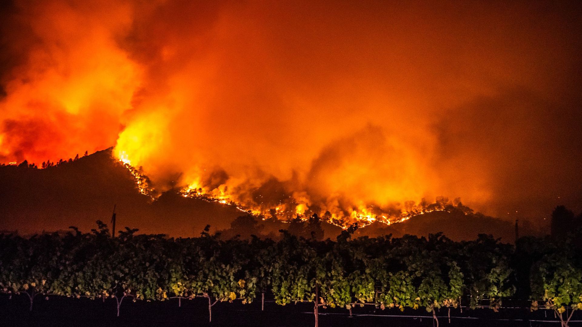 Von den bewaldeten Hügeln in der Nähe von Calistoga nahe von Weinreben schlagen Flammen des „Glass"-Feuers empor.