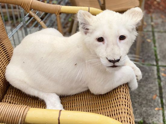 Das weiße Löwenbaby liegt in einem Korbsessel.