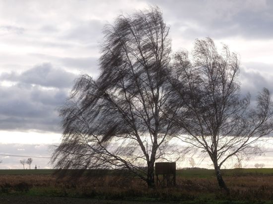 Der Wind weht durch kahle Birken in Nordsachsen.