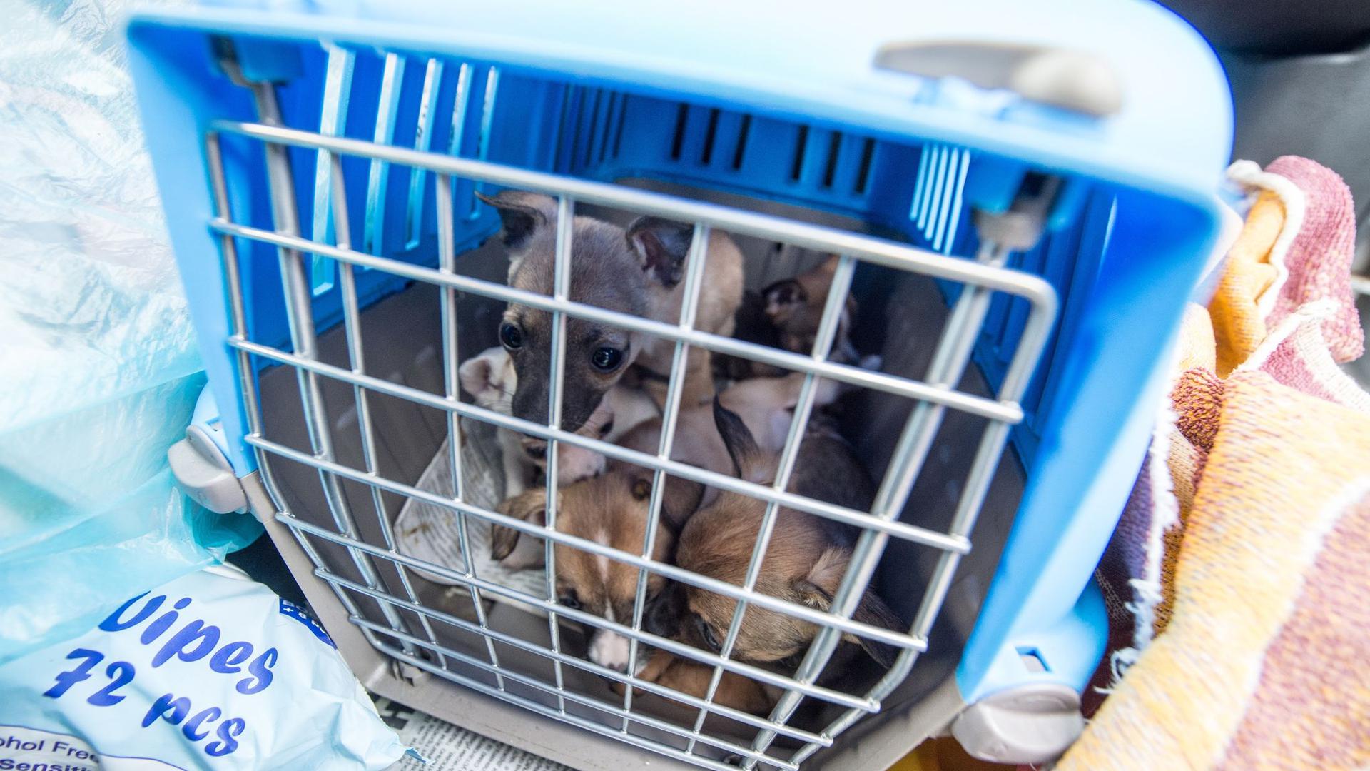 Offenbar boomt der illegale Handel besonders mit Welpen und Katzen in der Corona-Krise: Nach Angaben des Deutschen Tierschutzbundes nahm er im vergangenen Jahr deutlich zu (Archiv).