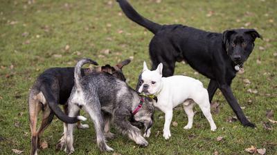 In der Corona-Pandemie ist die Nachfrage nach Hunden extrem angestiegen.