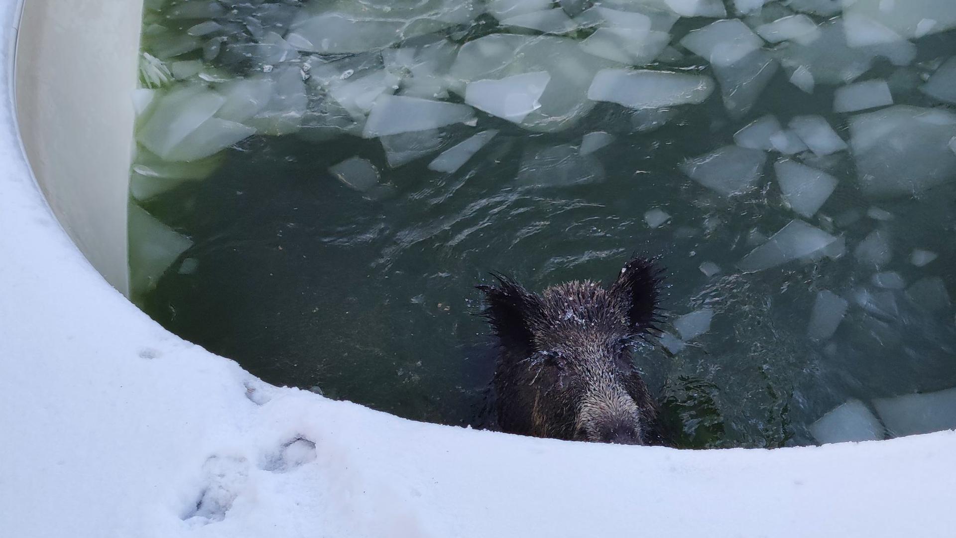 Ein Wildschwein ist in einem Swimmingpool in Neuss gefangen.
