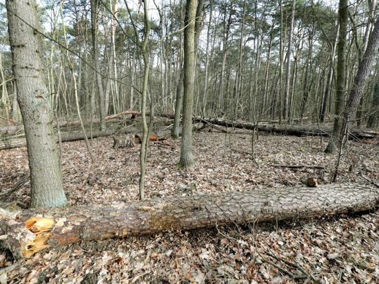 Umgestürzte Bäume und Totholz in einem Mischwaldbestand mit Kiefern liegen im Revier Müggelsee im Bezirk Köpenick am Rand eines Waldweges.
