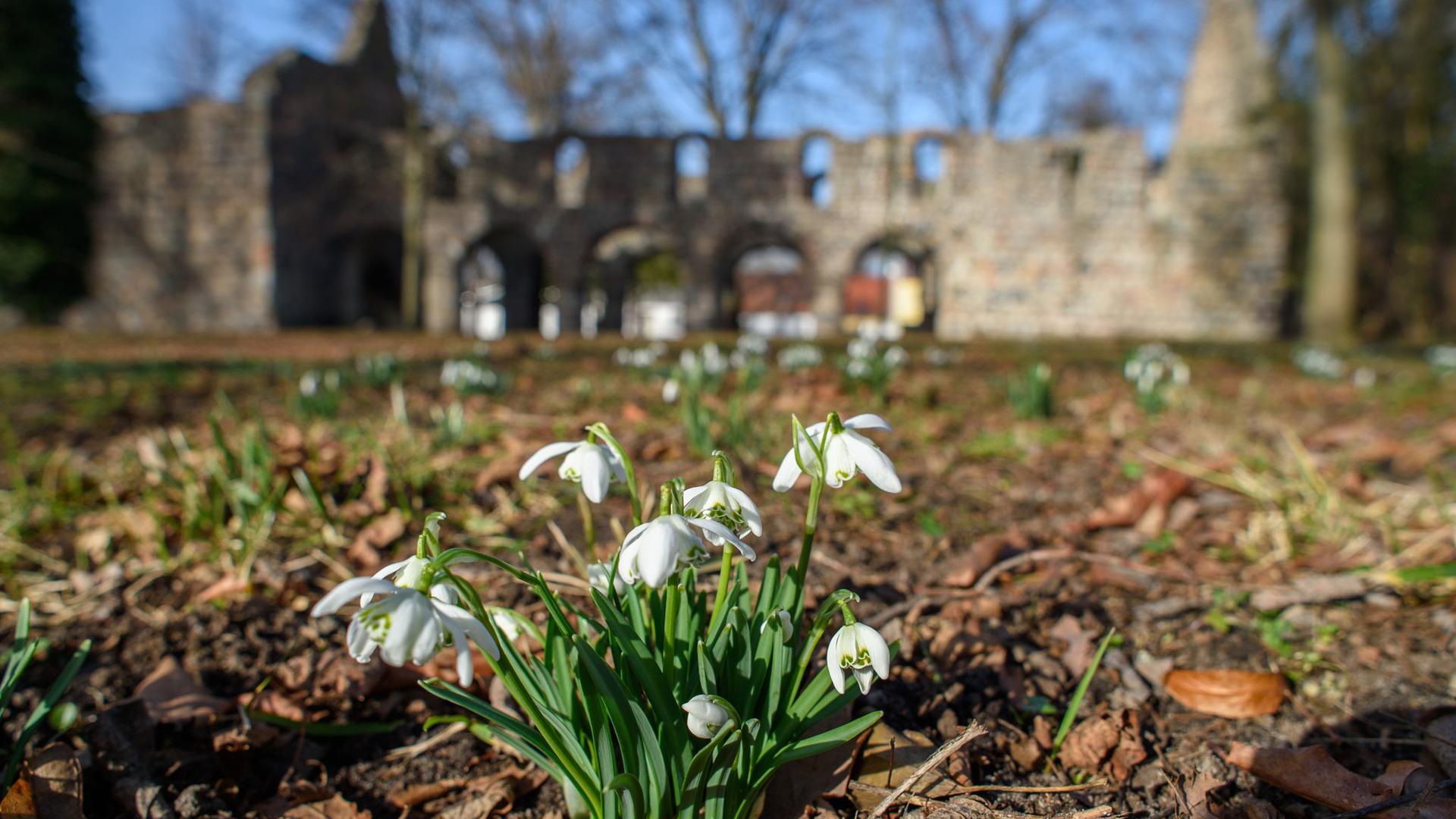 Schneeglöckchen blühen vor der Ruine der Kirche Unser Lieben Frauen in Zeppernick (Sachsen-Anhalt). Mit den milden Temperaturen findet in der Natur im Jerichower Land gerade ein Frühlingserwachen statt.